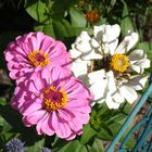 Zinnien