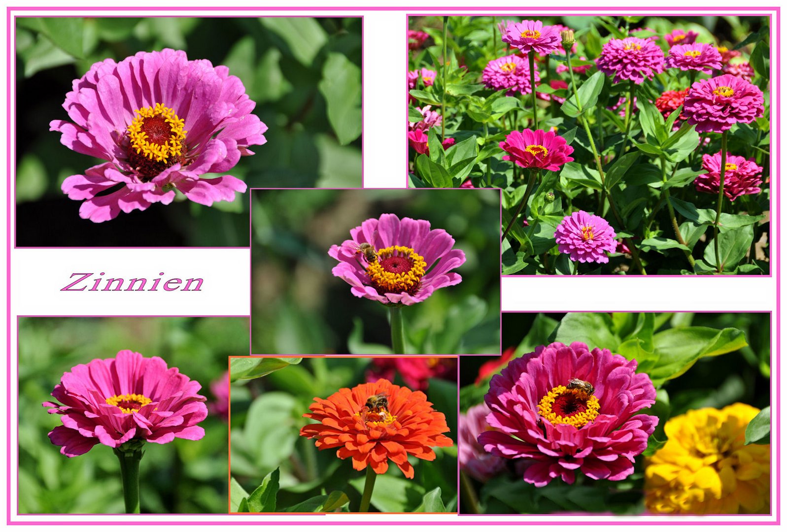 Zinnien Collage