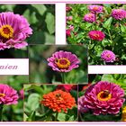 Zinnien Collage