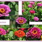 Zinnien Collage