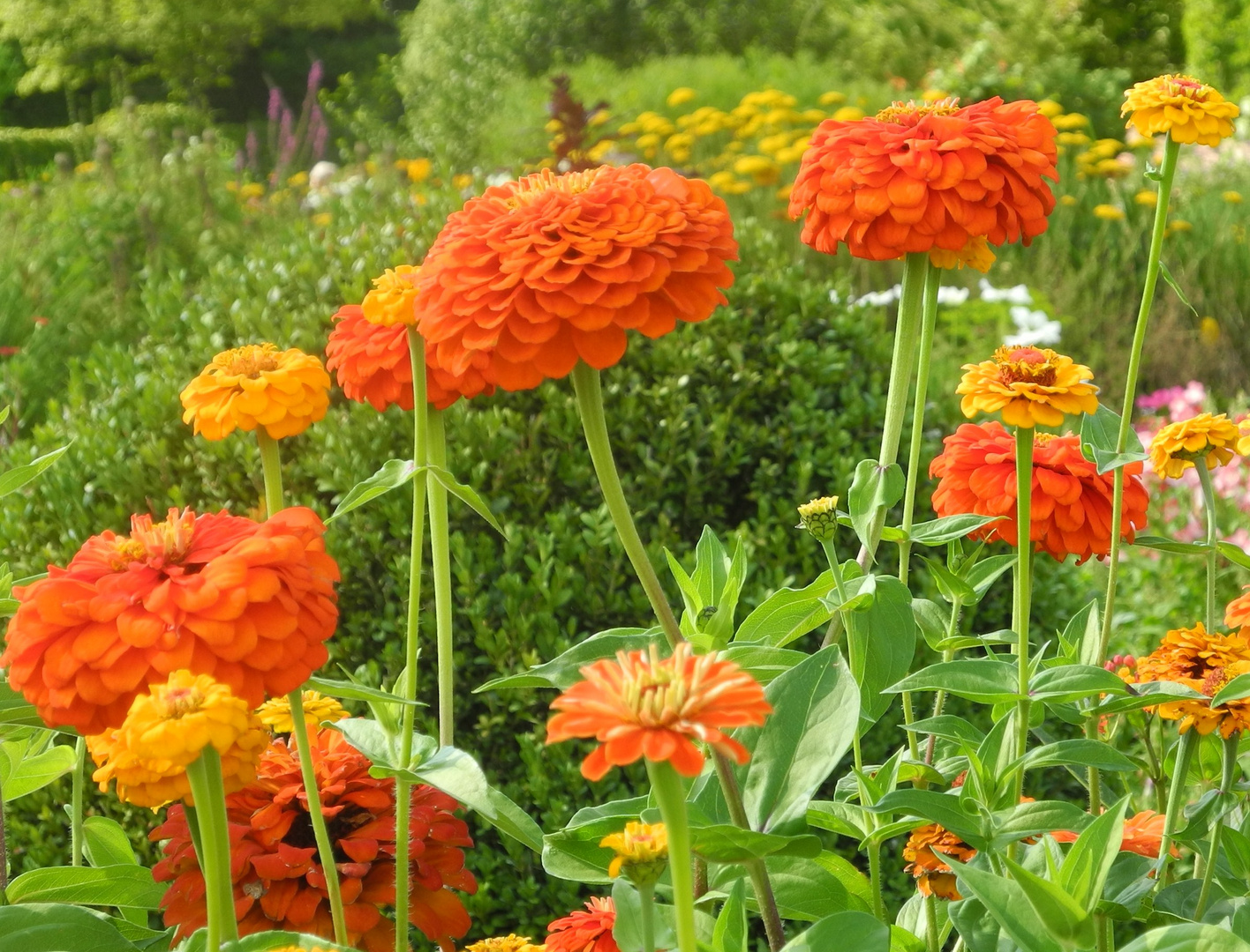 Zinnien