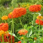 Zinnien