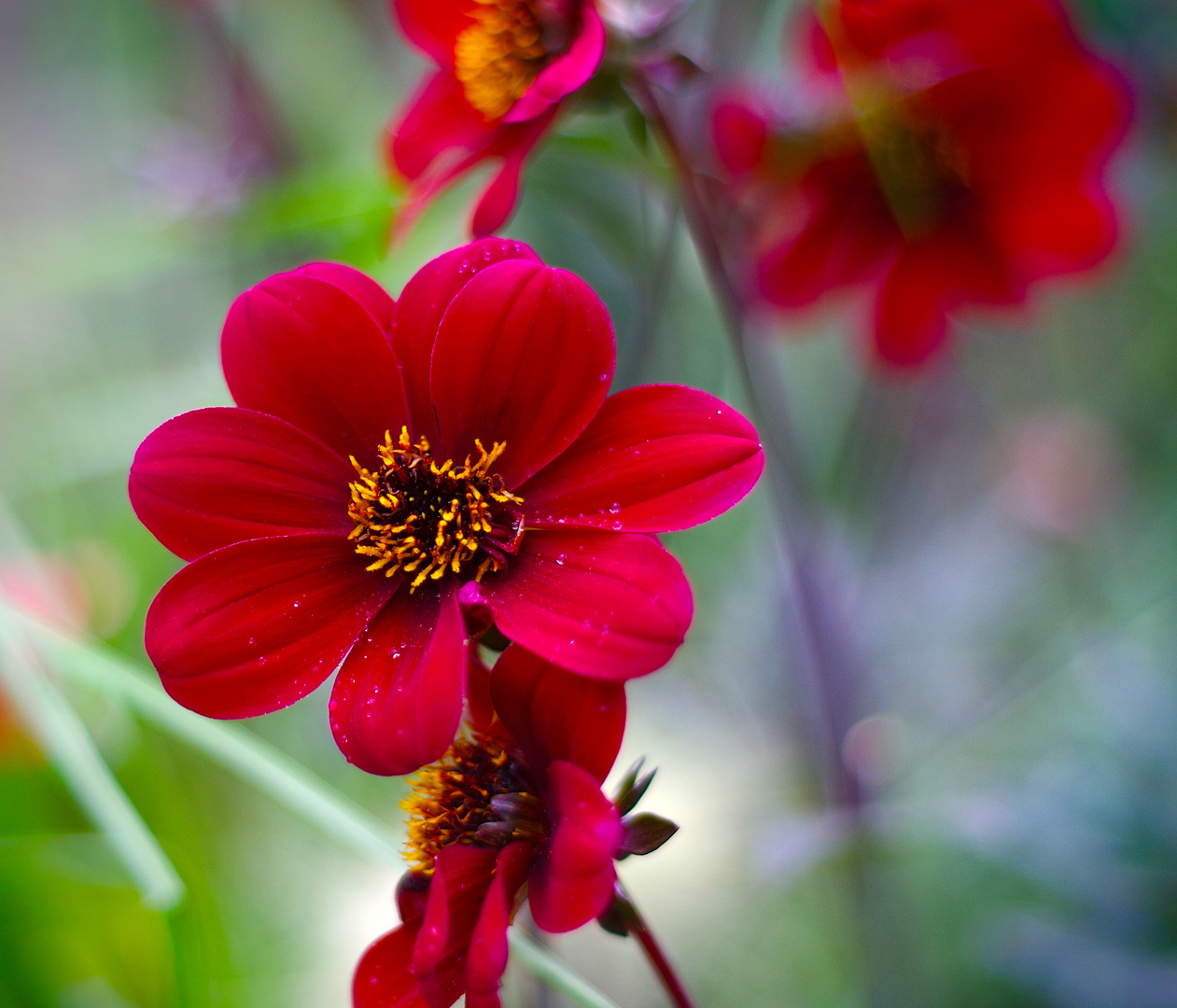 Zinnien 