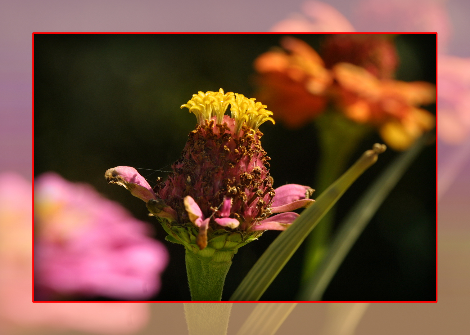 Zinnien fast verblüht