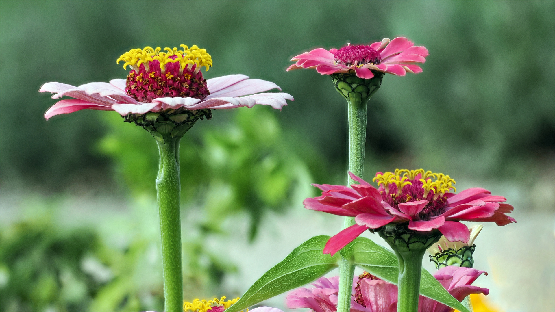 Zinnien Harmonie  .....