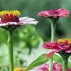 Zinnien Harmonie  .....