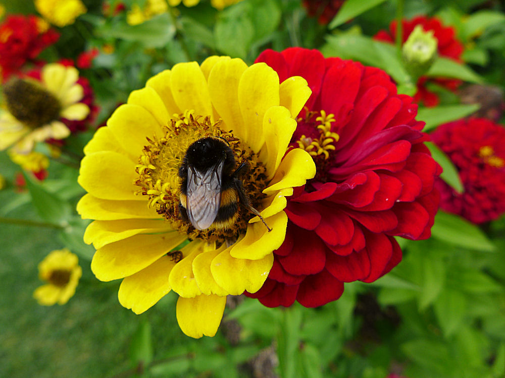 Zinnien mit Besuch