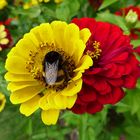 Zinnien mit Besuch