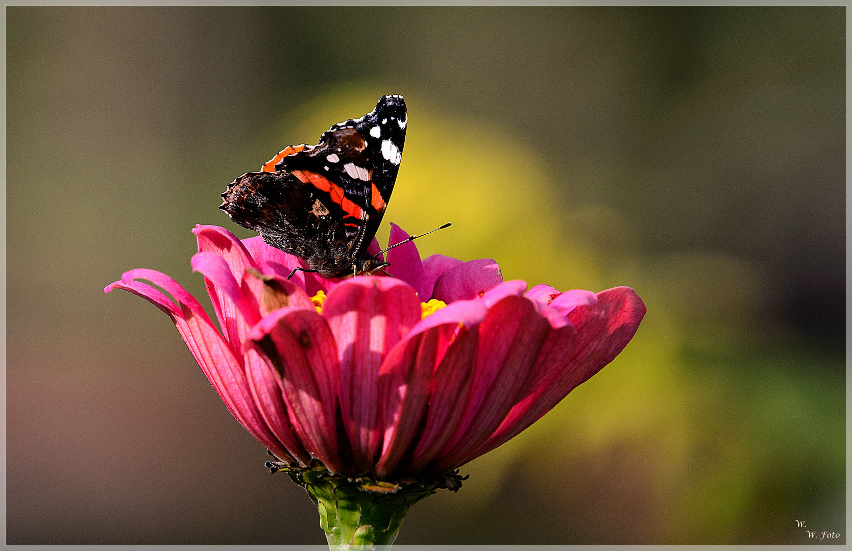 Zinnien mit Besucher