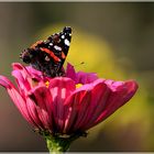 Zinnien mit Besucher