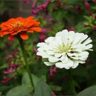 Zinnien (Reload)