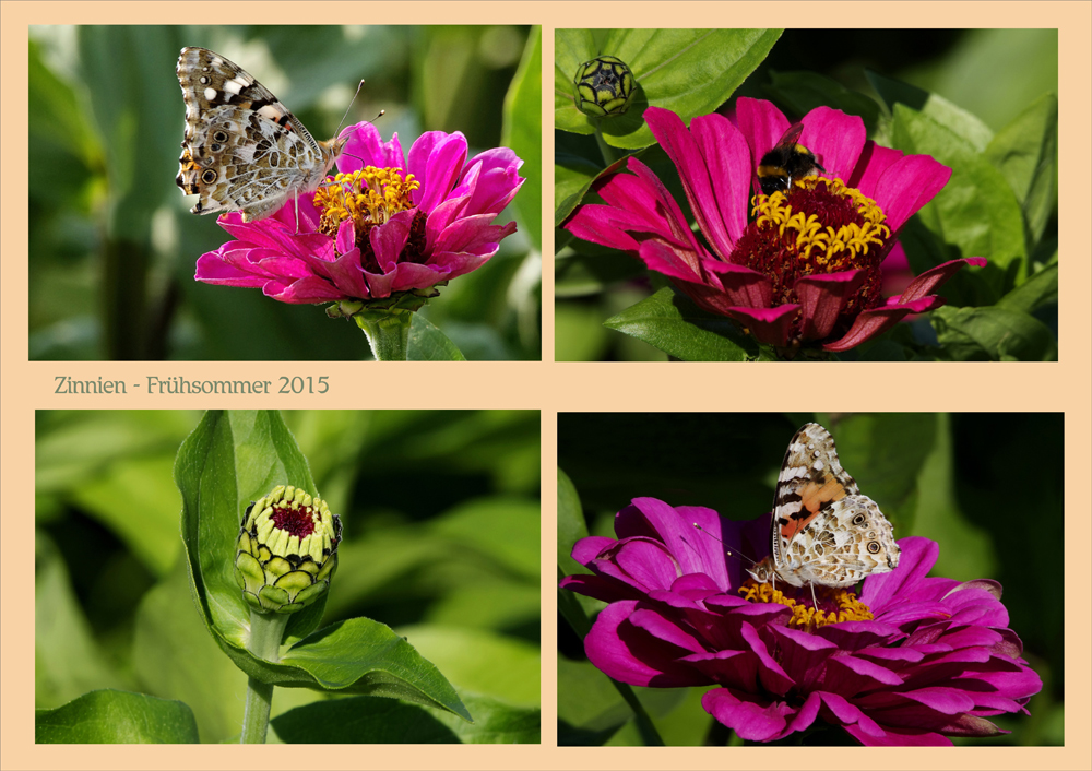 Zinnien, und als es noch Schmetterlinge gab...