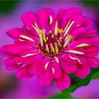 … Zinnien-Zeit …