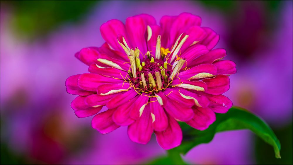 … Zinnien-Zeit …