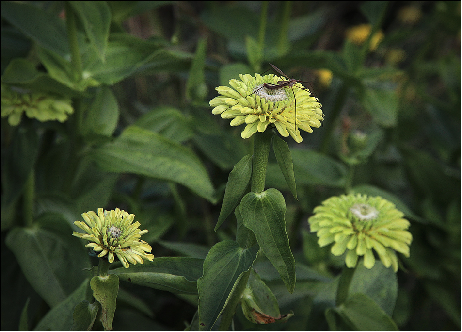 Zinnien zum Sonntag