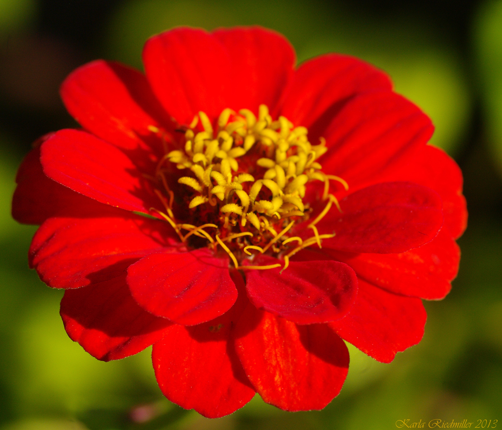 Zinnienblüte