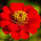 Zinnienblüte