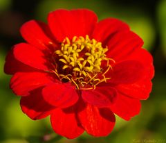 Zinnienblüte