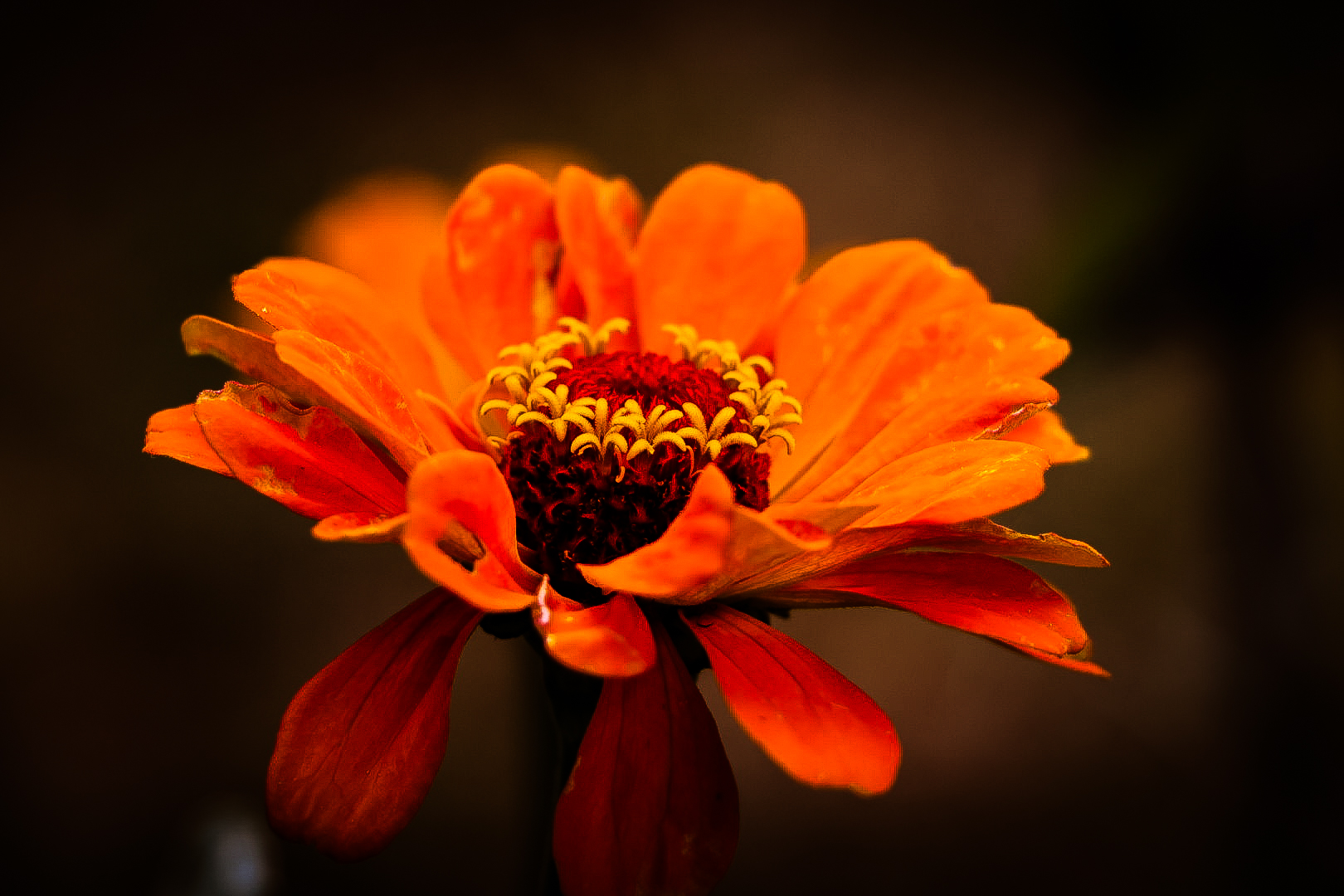 Zinnienblüte