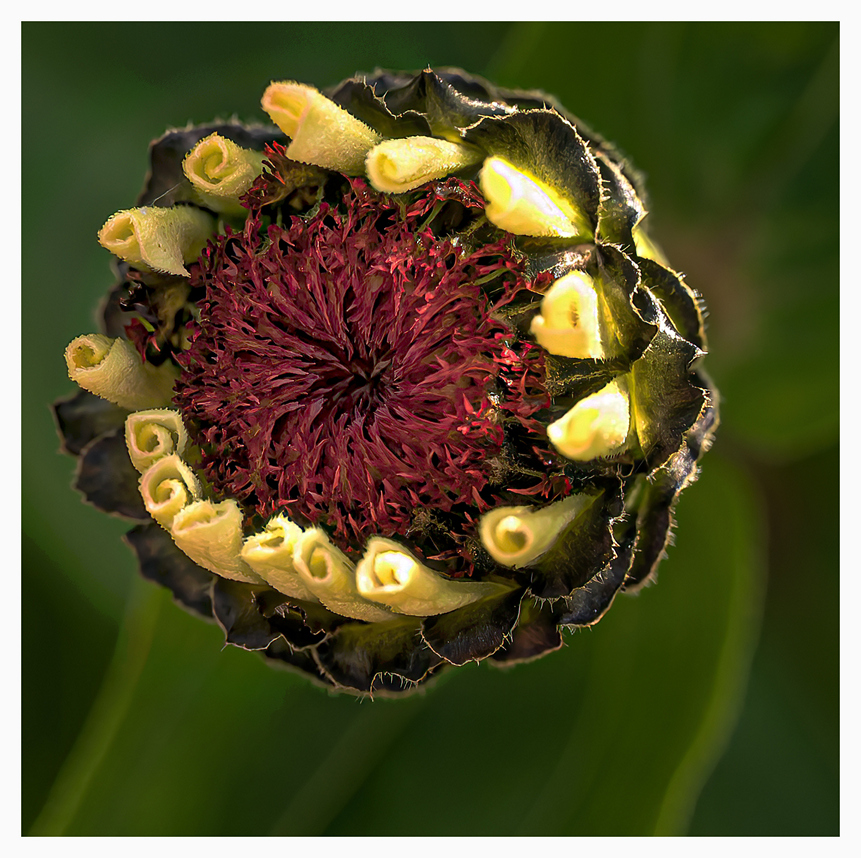 Zinnienblüte, ganz jung