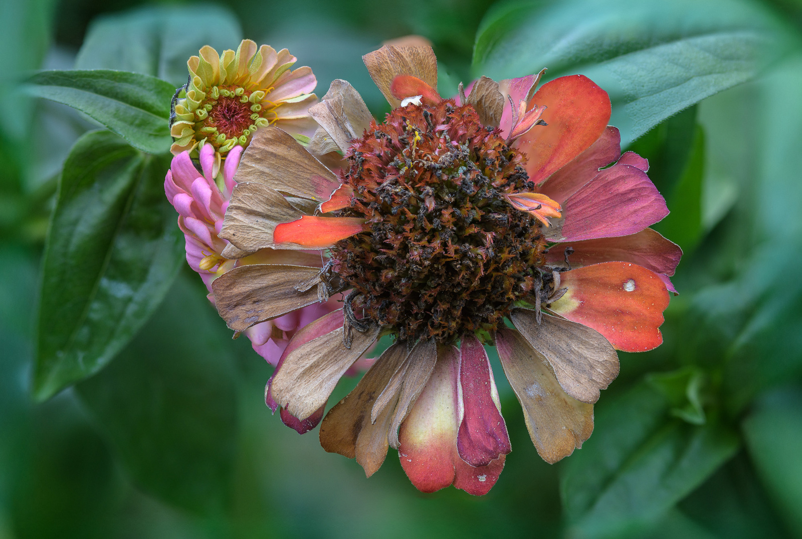 Zinnienblüte im Herbst