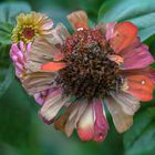 Zinnienblüte im Herbst