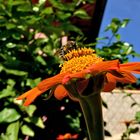 Zinnienblüte mit Besucher