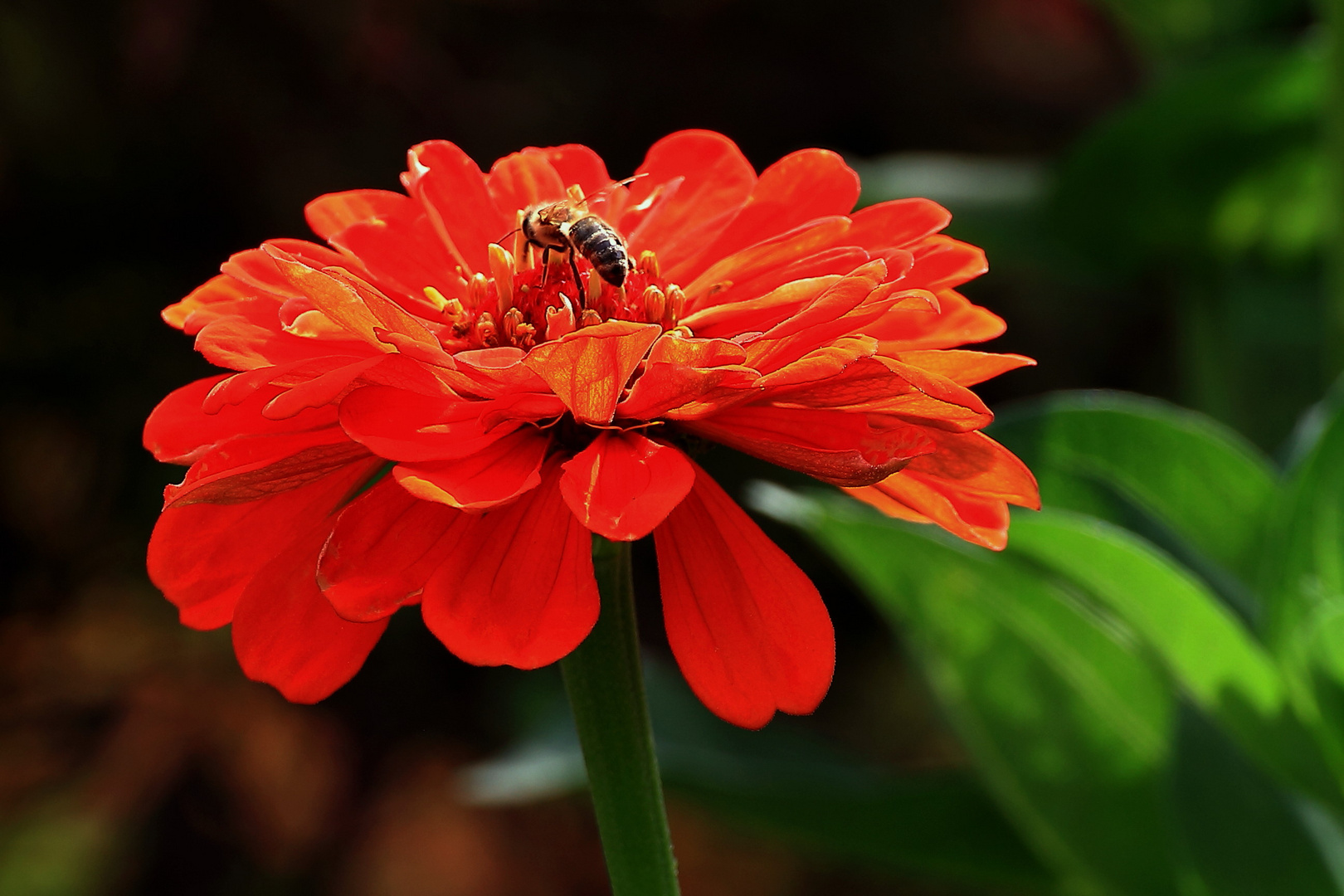 Zinnienblüte mit Biene