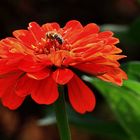 Zinnienblüte mit Biene