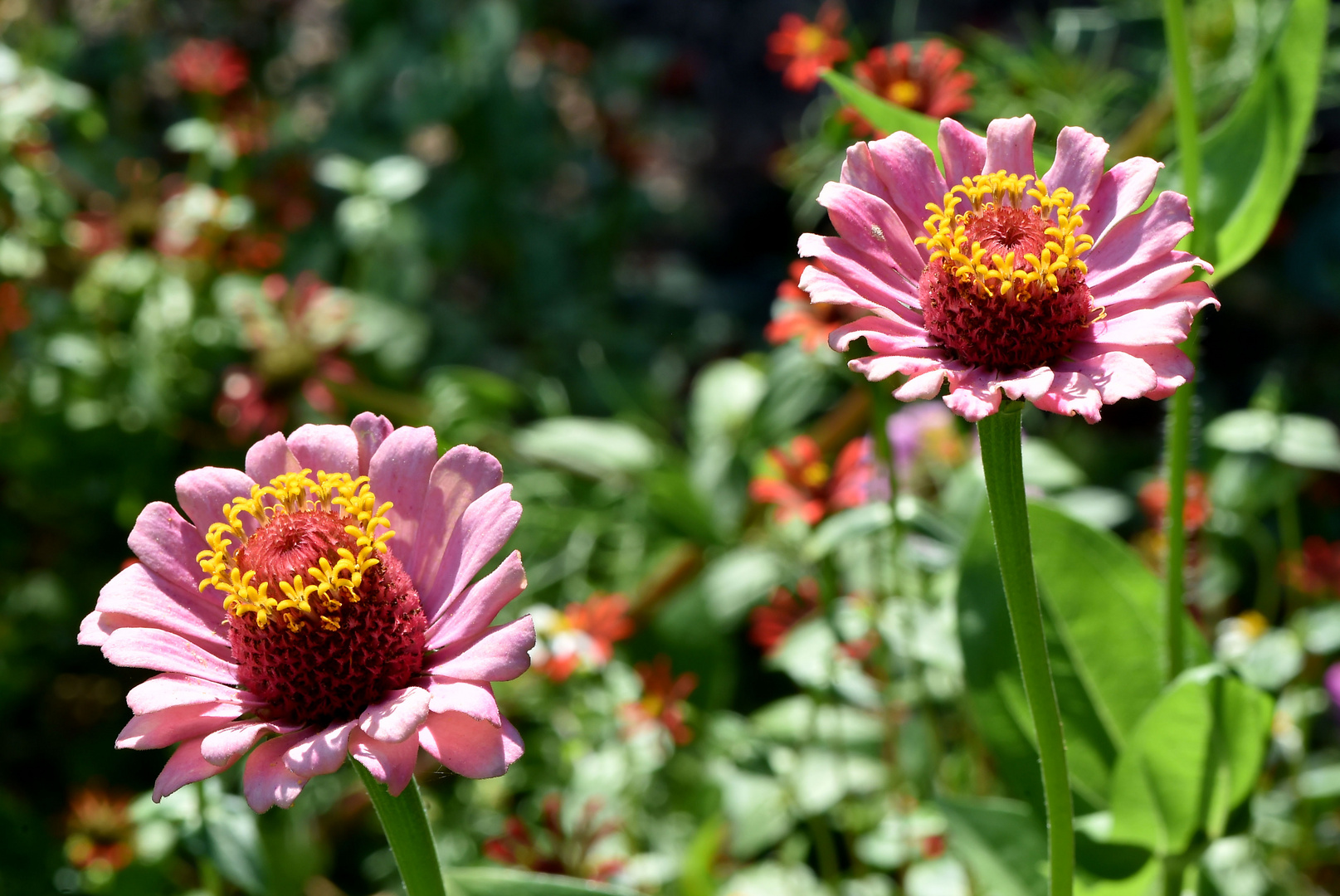 Zinniendoppel