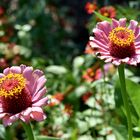 Zinniendoppel