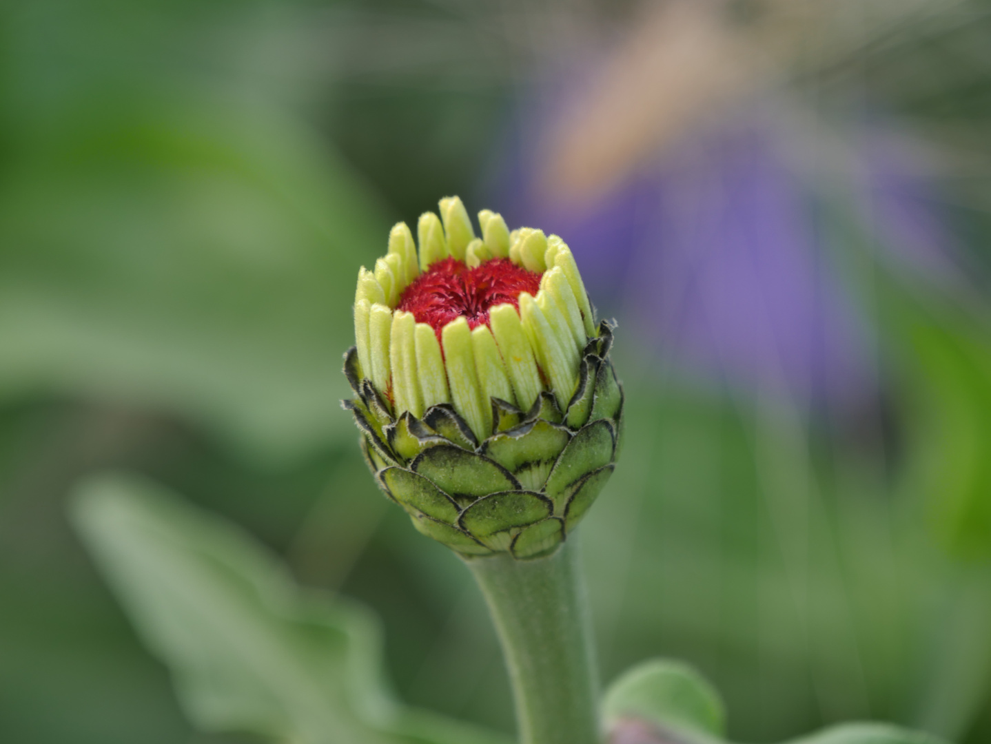 Zinnienknospe