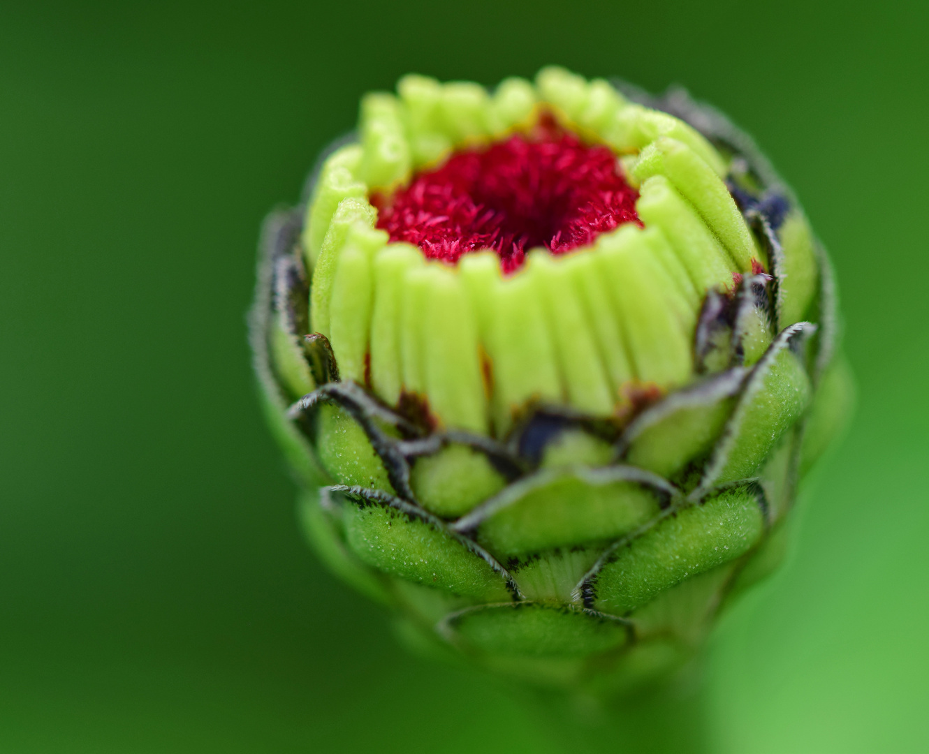 Zinnienknospe