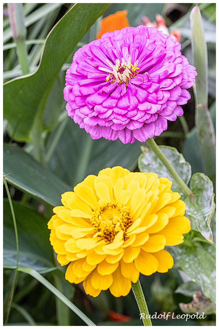 Zinnienpärchen