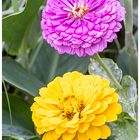 Zinnienpärchen