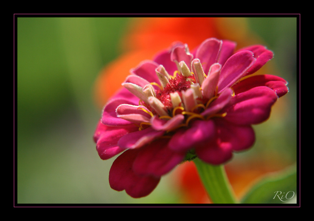 Zinnienrausch …