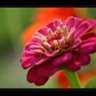 Zinnienrausch …