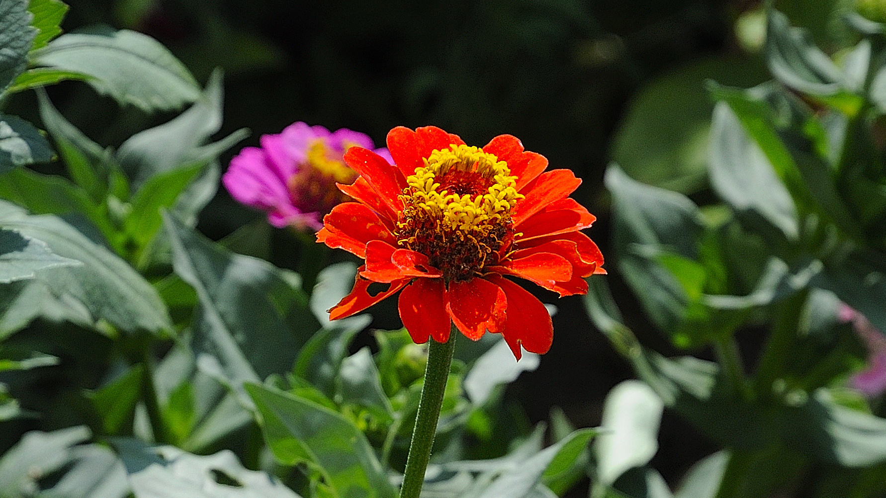 "Zinnienschmaus" ...