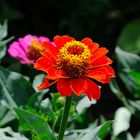 "Zinnienschmaus" ...