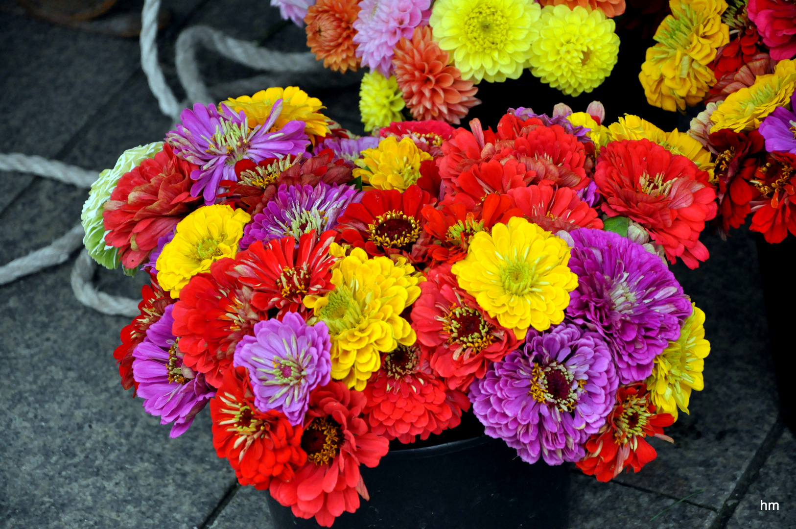 Zinnienstrauß in der Grimmaischen Straße in Leipzig