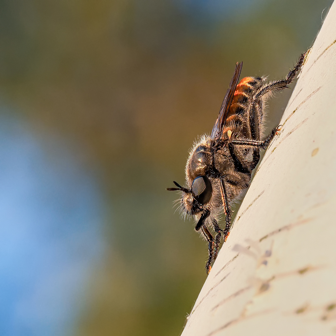 Zinnober Mordfliege (Choerades ignea )