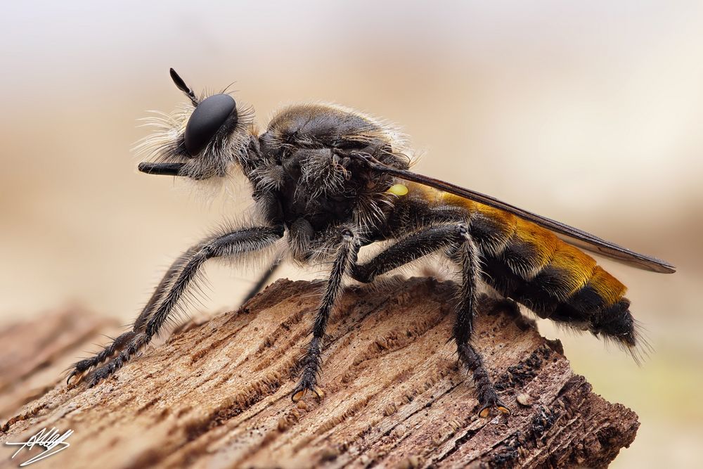 Zinnober Mordfliege (Choerades ignea) auf der Lauer