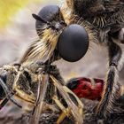 Zinnober Mordfliege (Choerades ignea) mit Beute (Andrena sp.)