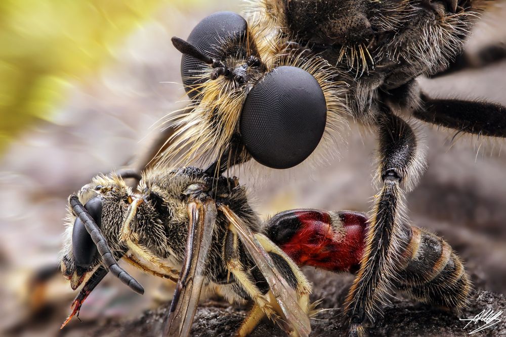 Zinnober Mordfliege (Choerades ignea) mit Beute (Andrena sp.)