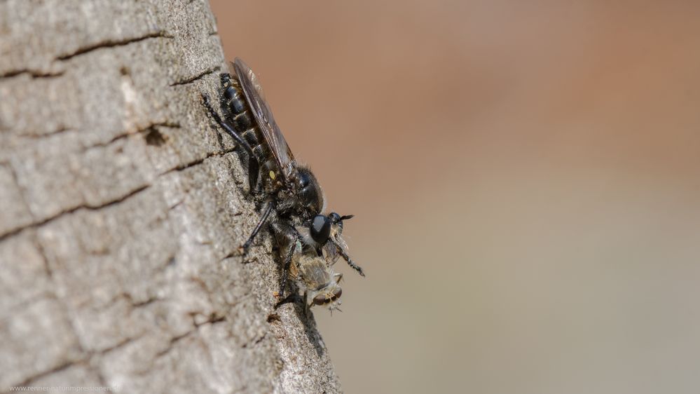 Zinnober Mordfliege (männlich)