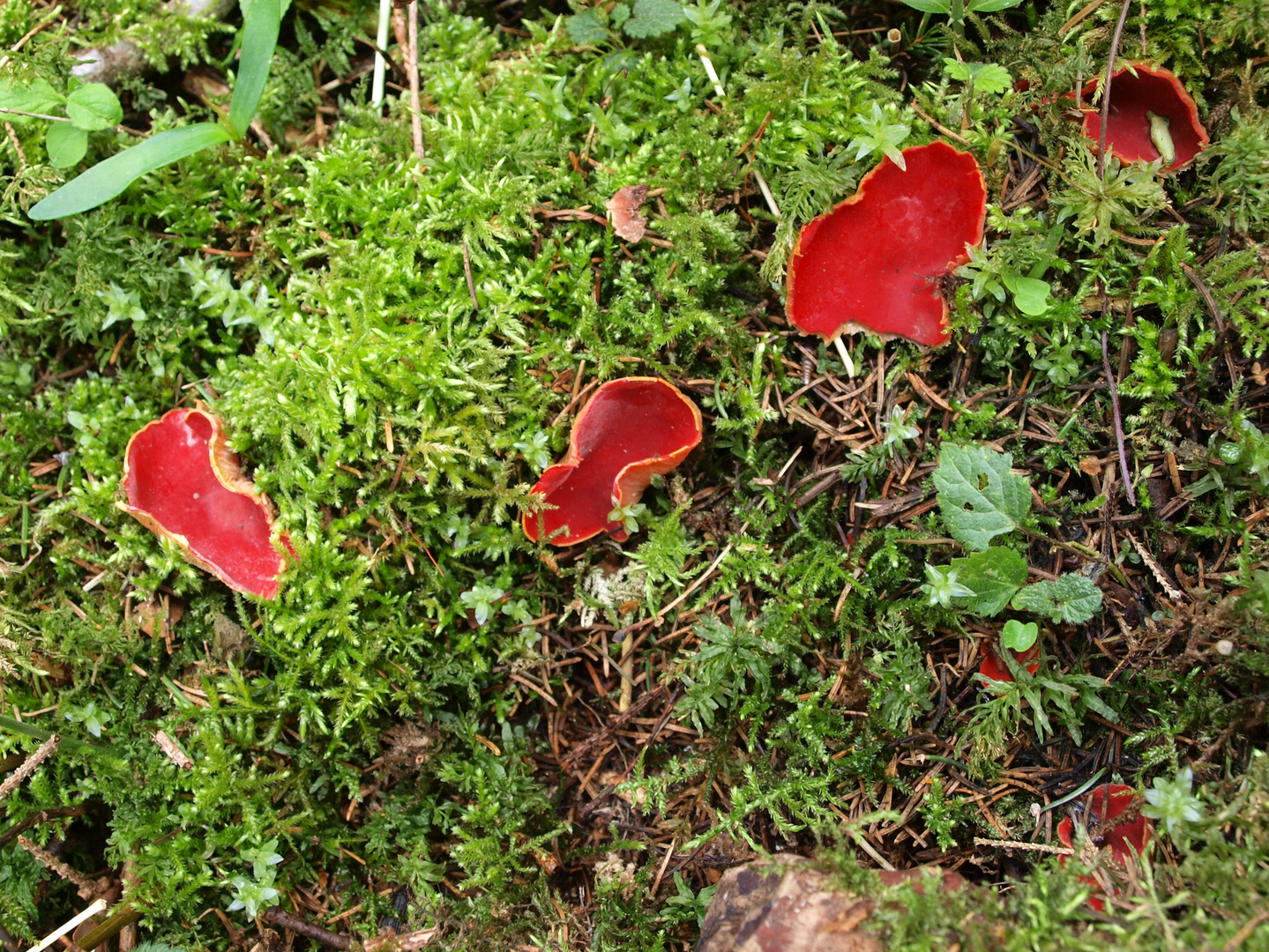 Zinnoberrote Prachtbecherlinge