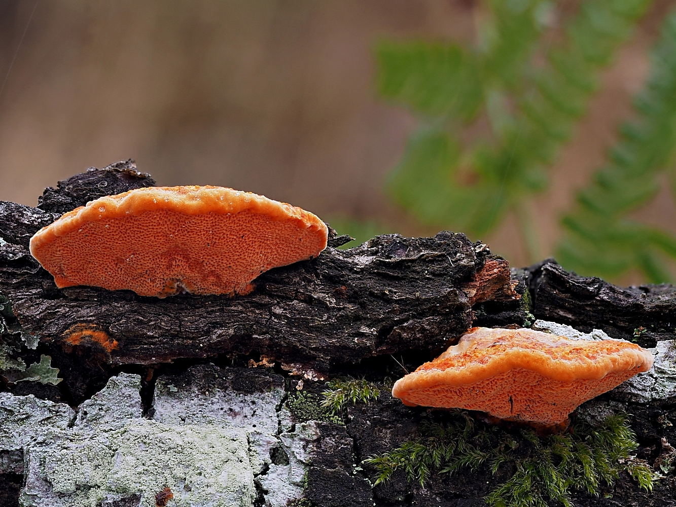 Zinnoberrote Tramete (Pycnoporus cinnabarinus)