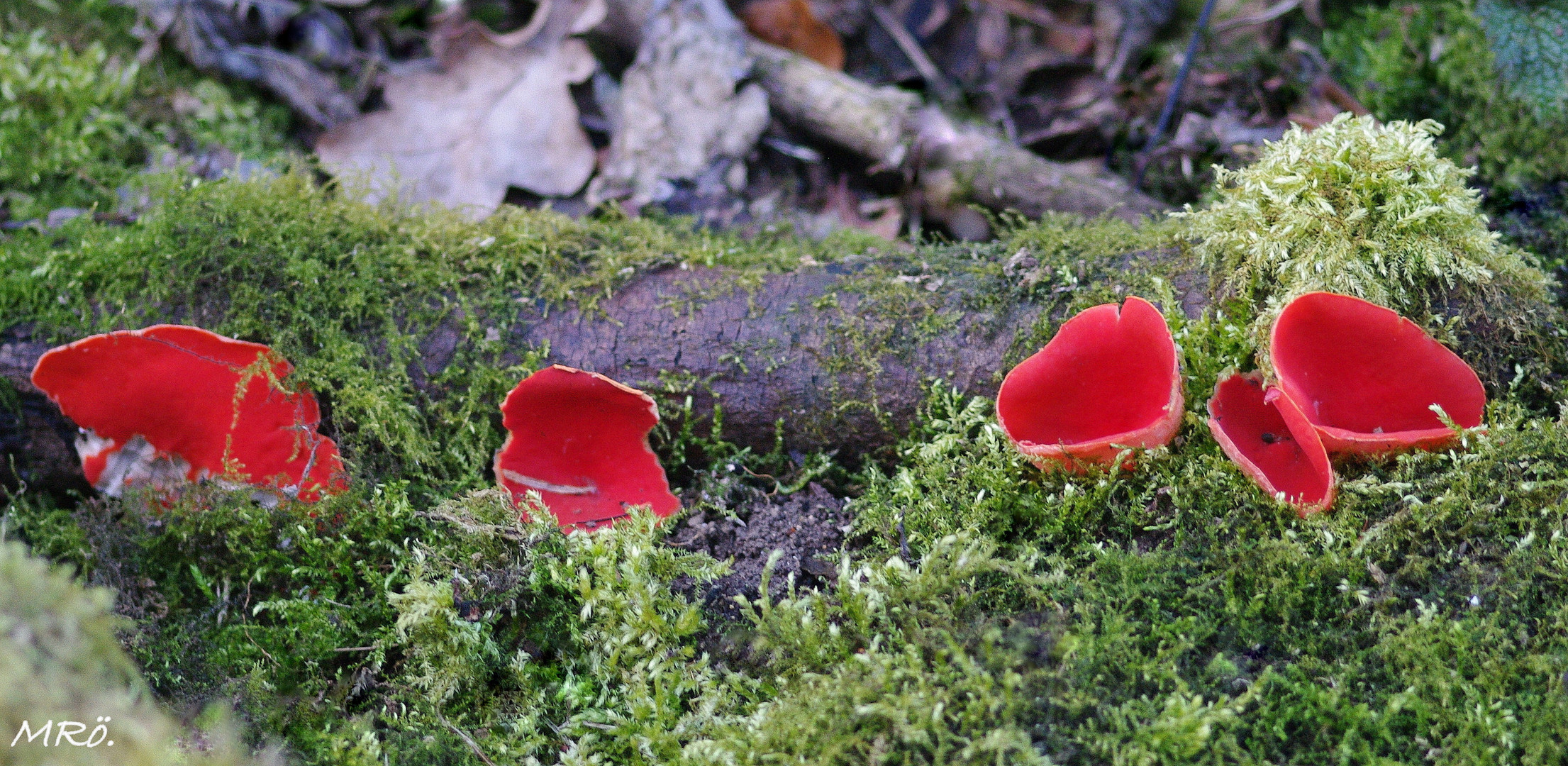 Zinnoberroter-Kelchbecherling