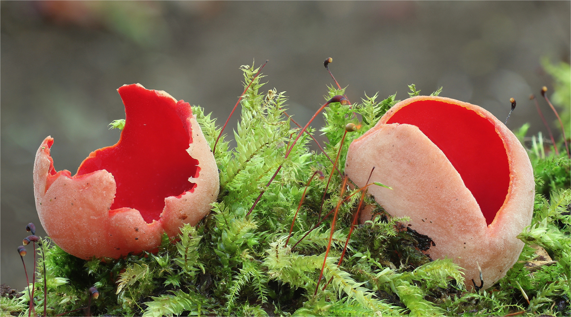 Zinnoberroter Kelchbecherling (Sarcoscypha austriaca)