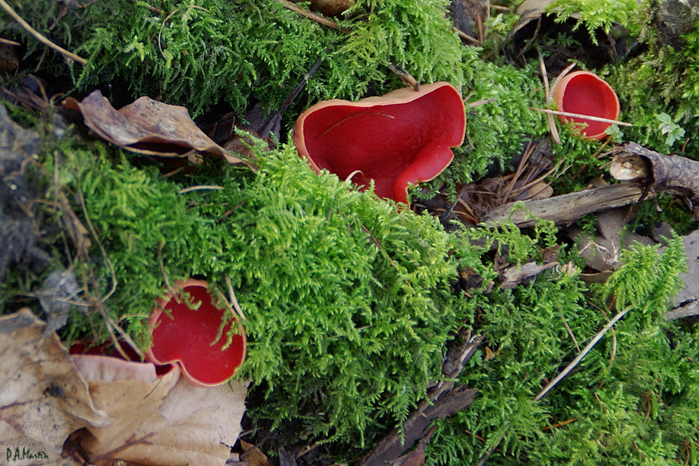 Zinnoberroter Kelchbecherling (Sarcoscypha coccinea)